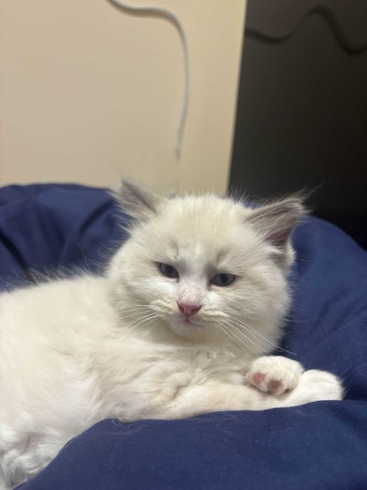 Kocięta Ragdoll z rodowodem FPL/FIFE