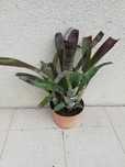Planta  de exterior