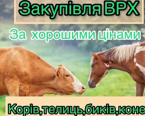 Приймаю велику рогату худобу