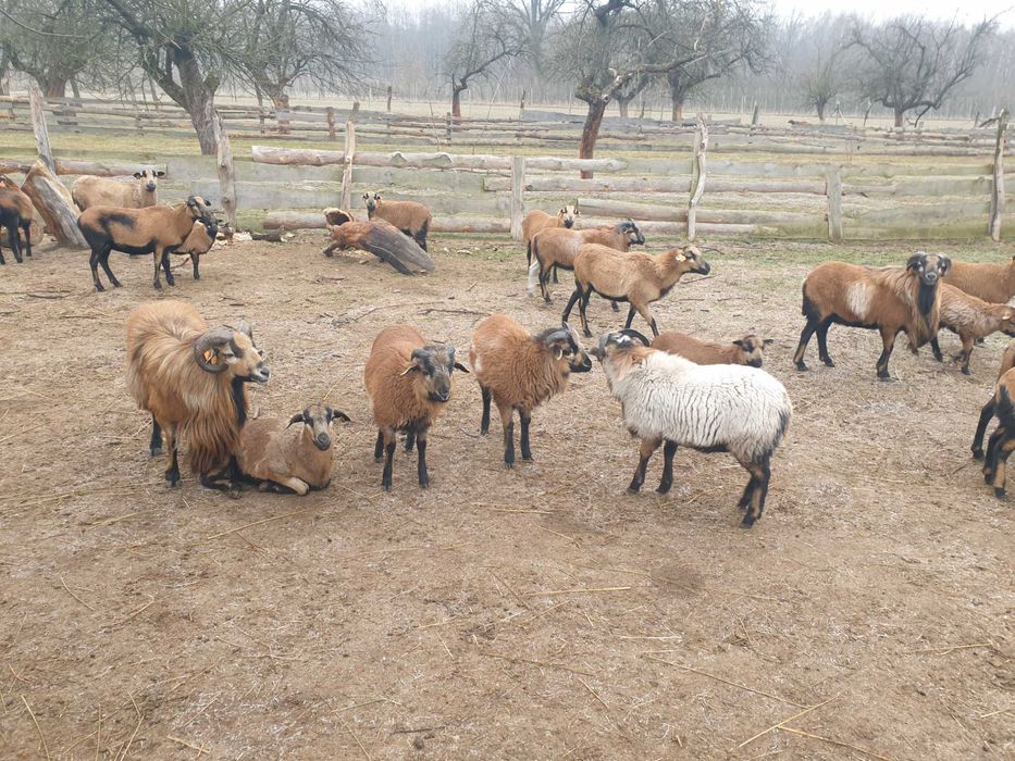 Barany Baranki Owce Kameruńskie