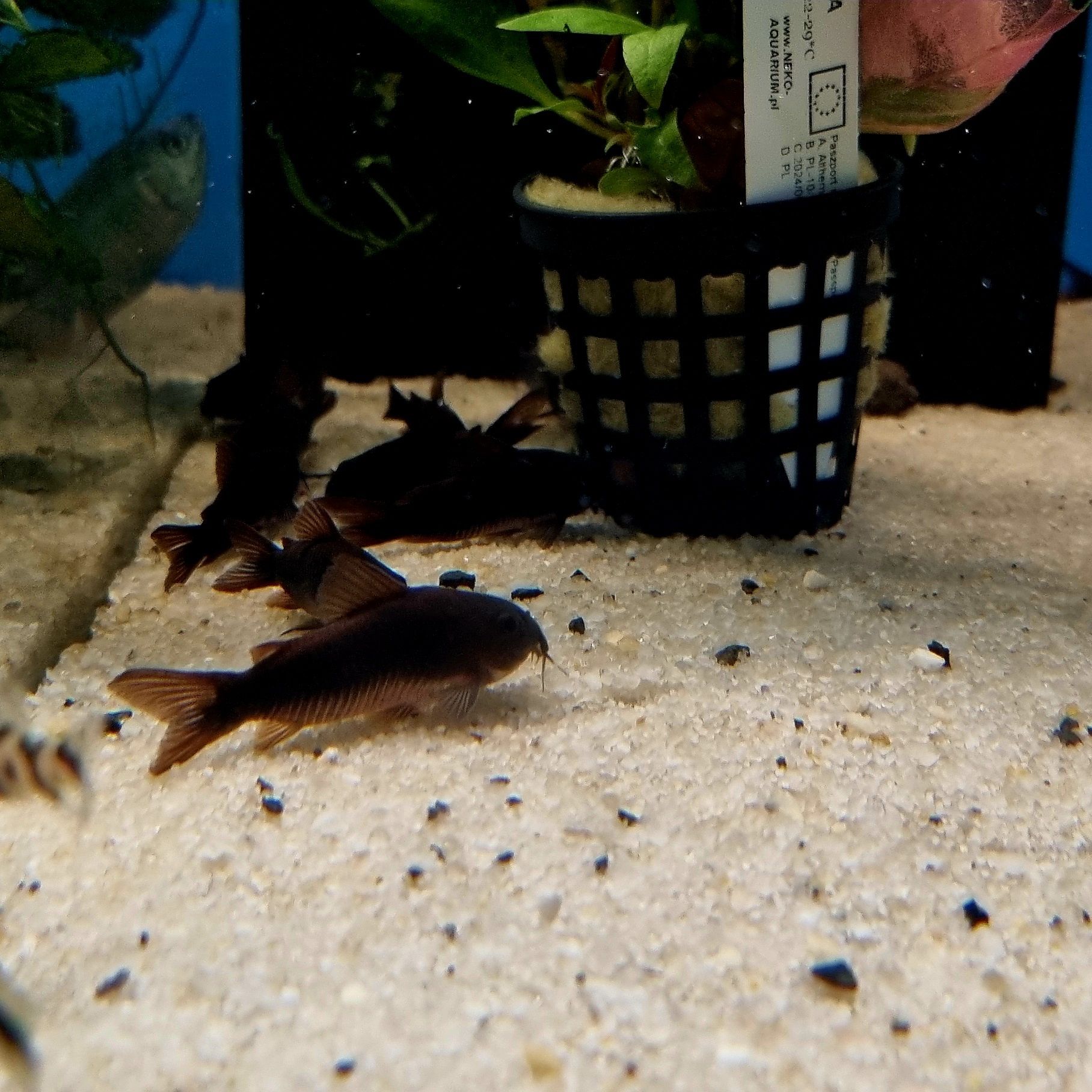 Kirysek czarny (corydoras black)