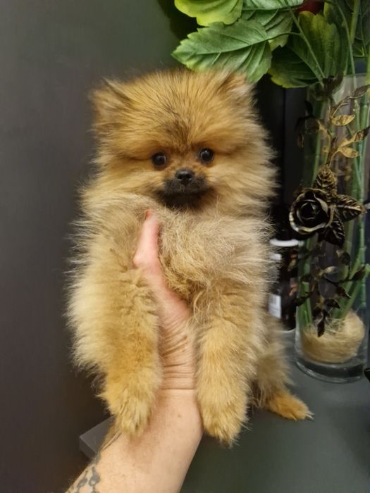 Szpic miniaturowy Pomeranian Boo 2xszczepienia wyprawka I legowisko