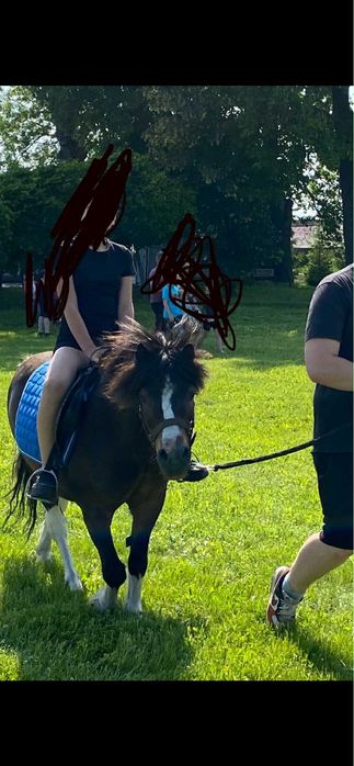 Kucyk Wiking Wałach