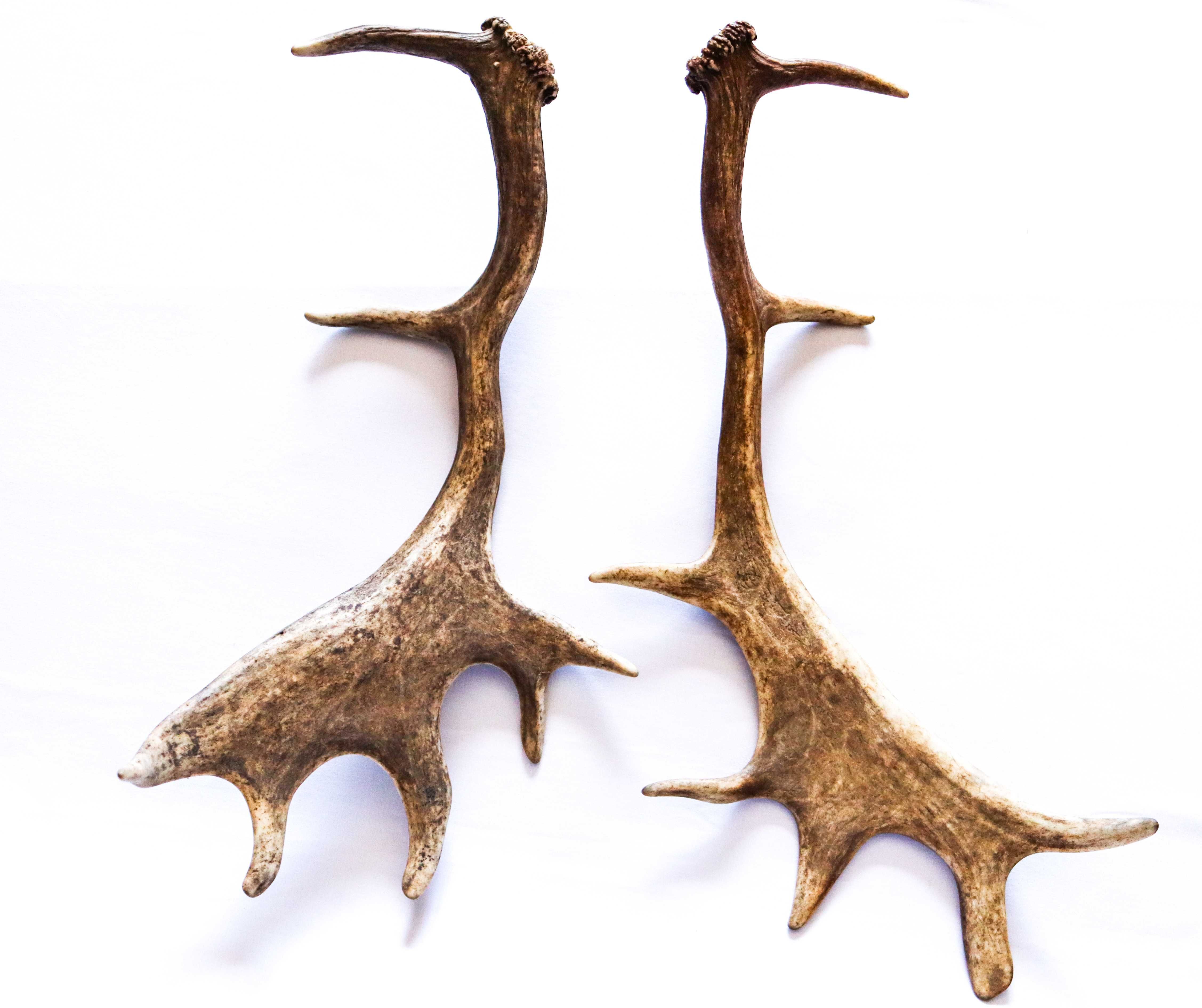 Chifres de Gamo, espécie "Dama Dama".