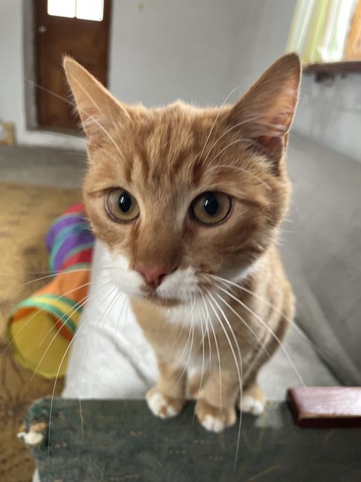 Котенок отдаем в добрые руки