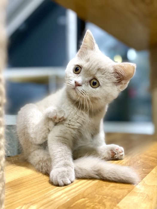 Кошеня в рідкому забарвленні фавн