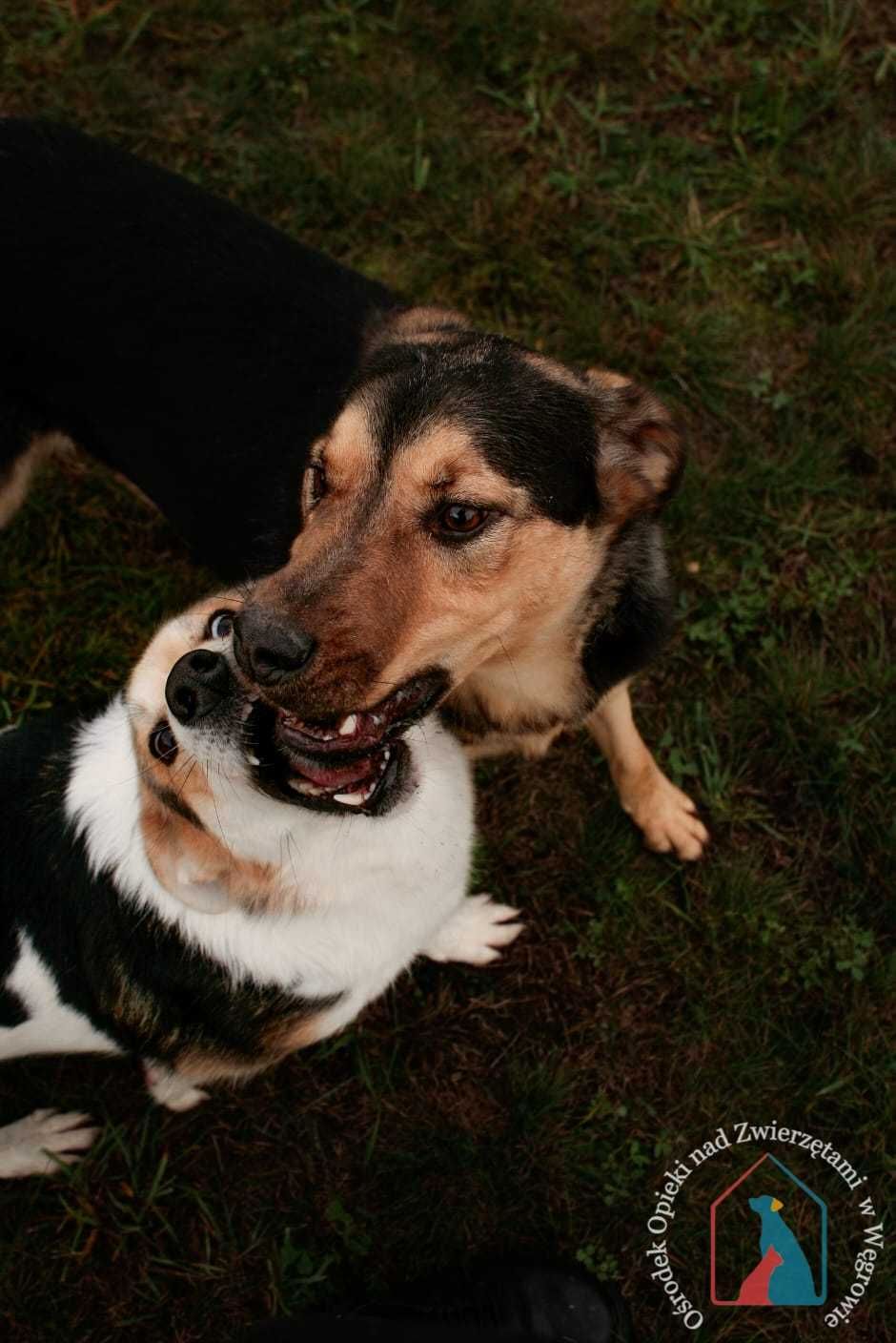 Otis- młodziutki, fajny, przyjazny  psiak szuka domu!