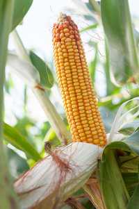 Kukurydza siewna Tonacja cena promocyjna