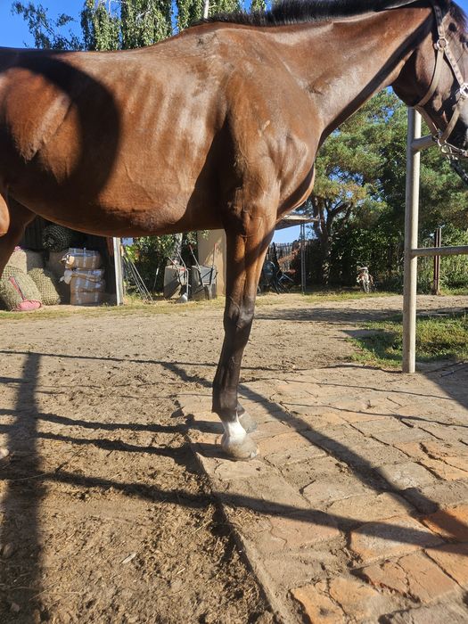 Klacz xx 4,5 roku, 164 cm wzrostu, zdrowa i grzeczna