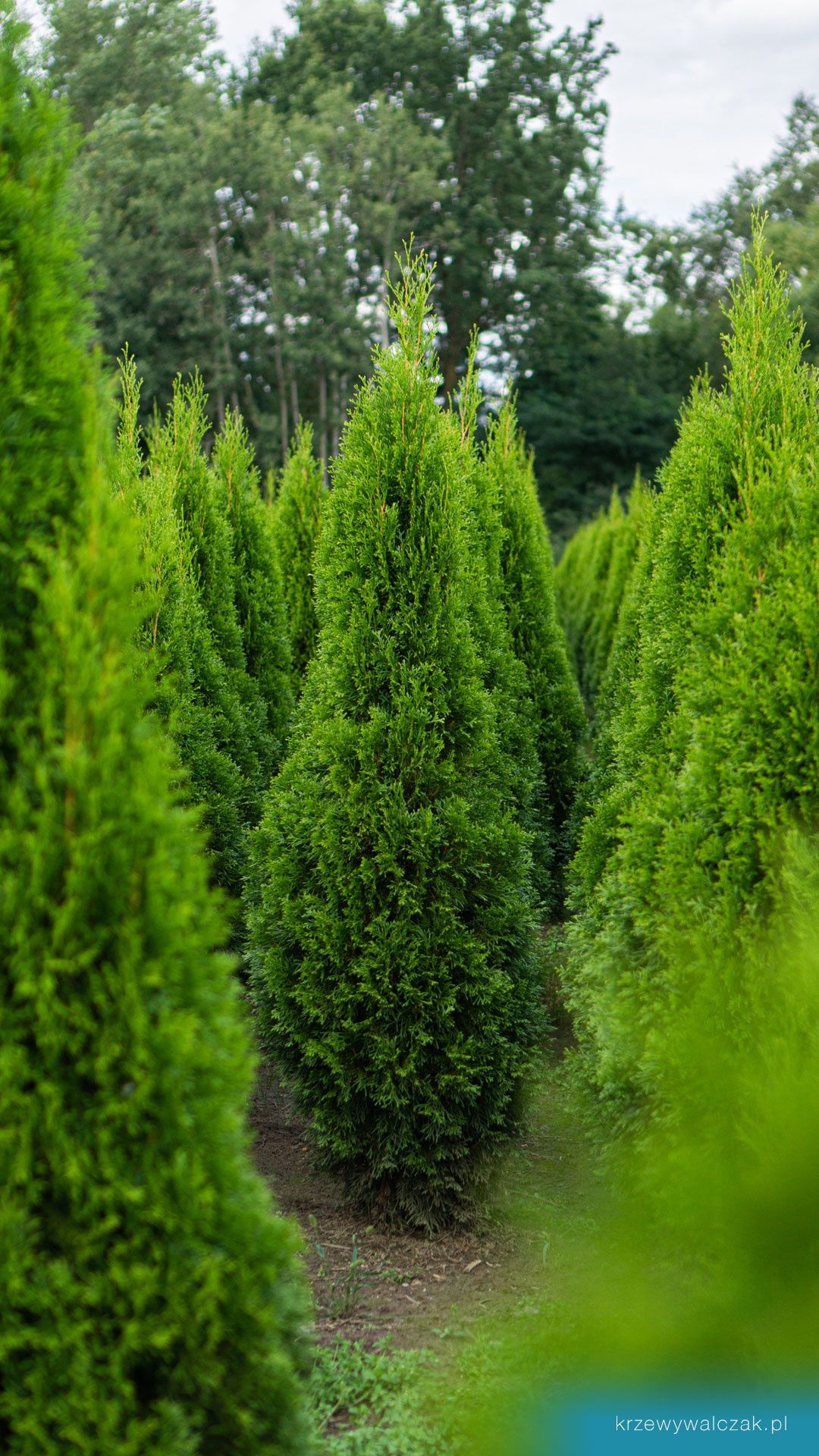 Thuja Szmaragd 120-140 cm