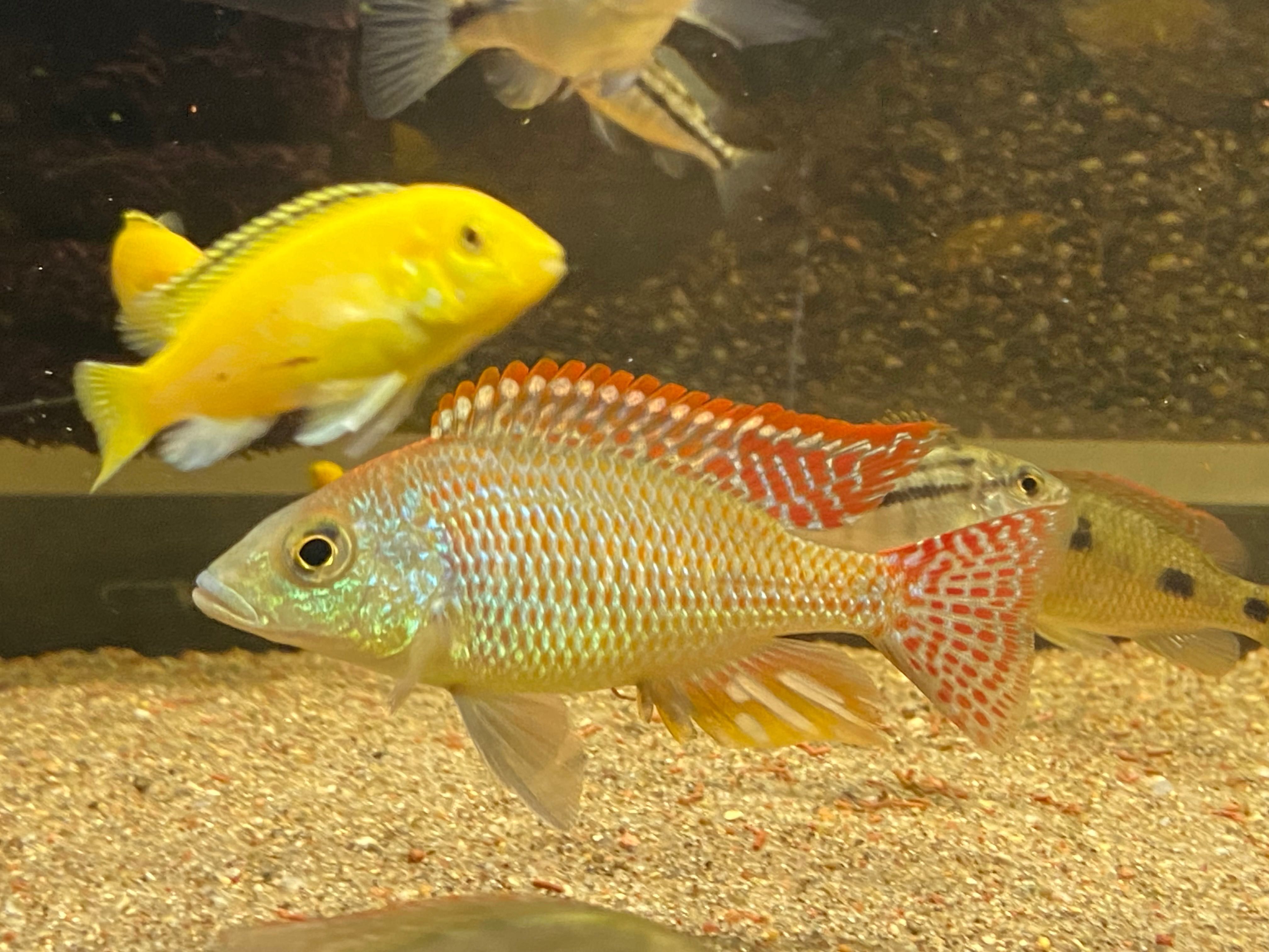 Sprzedam młode  Otopharynx Tetrastigma