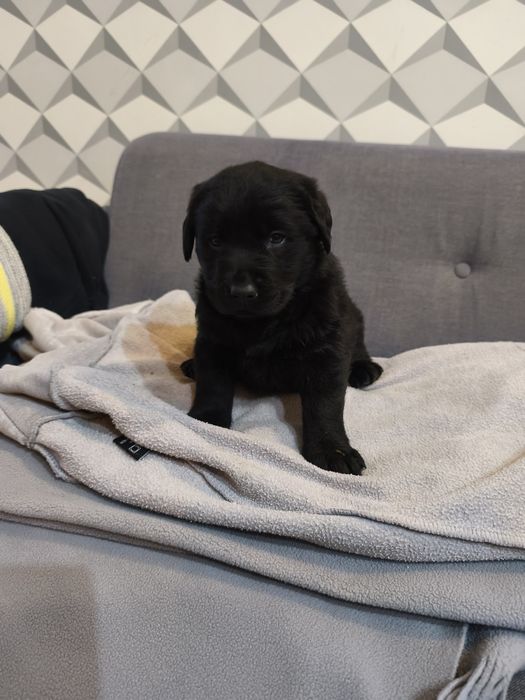 Suczka rasy labrador z rodowodem