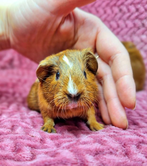 Морская свинка вислоухая американская