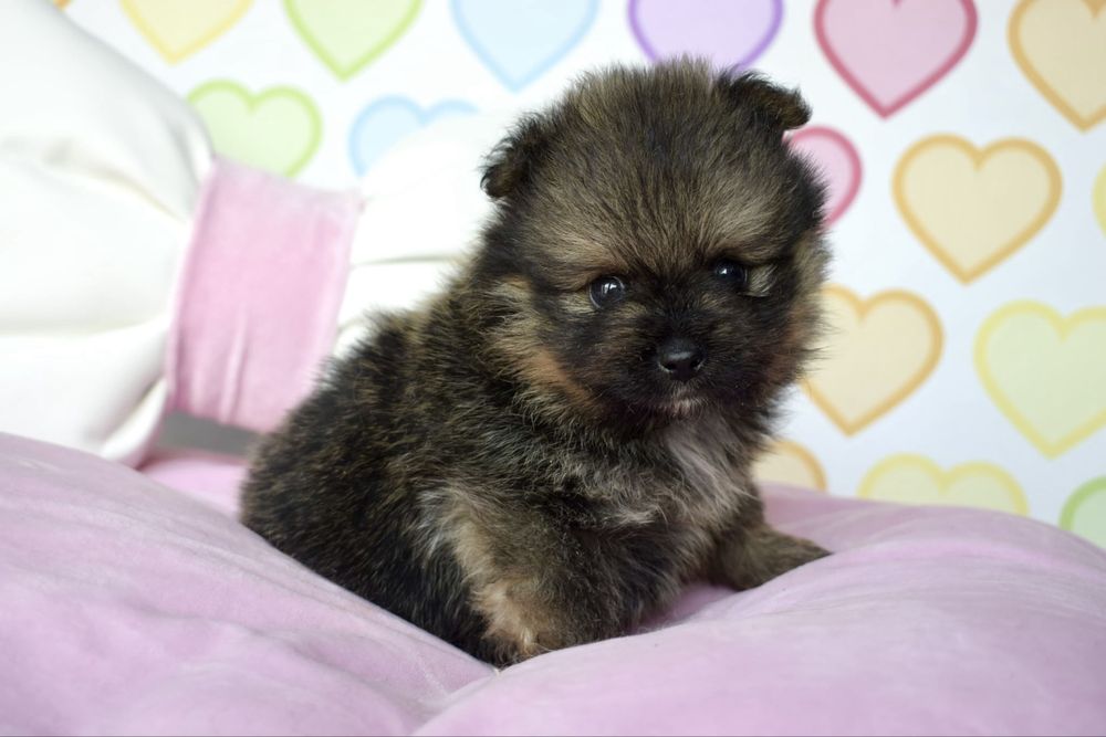 Pomeranian piesek szpic miniaturowy orange sable