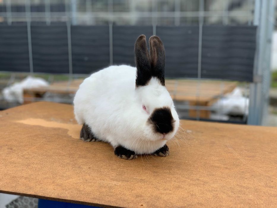 Króliki Kalifornijskie