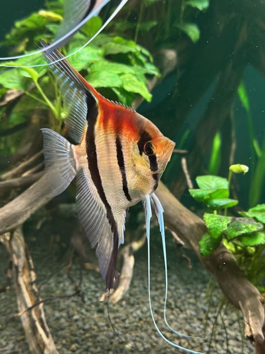 Skalary Manacapuru F1 dorosłe