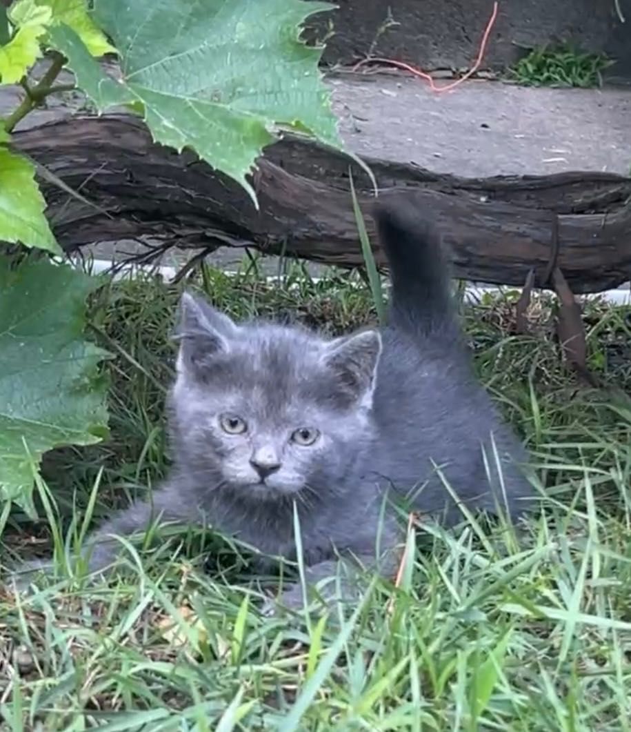 Двоє кошенят шукають дім