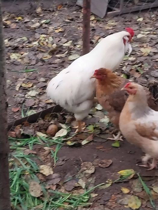 Продається гарний півень помісь араукана