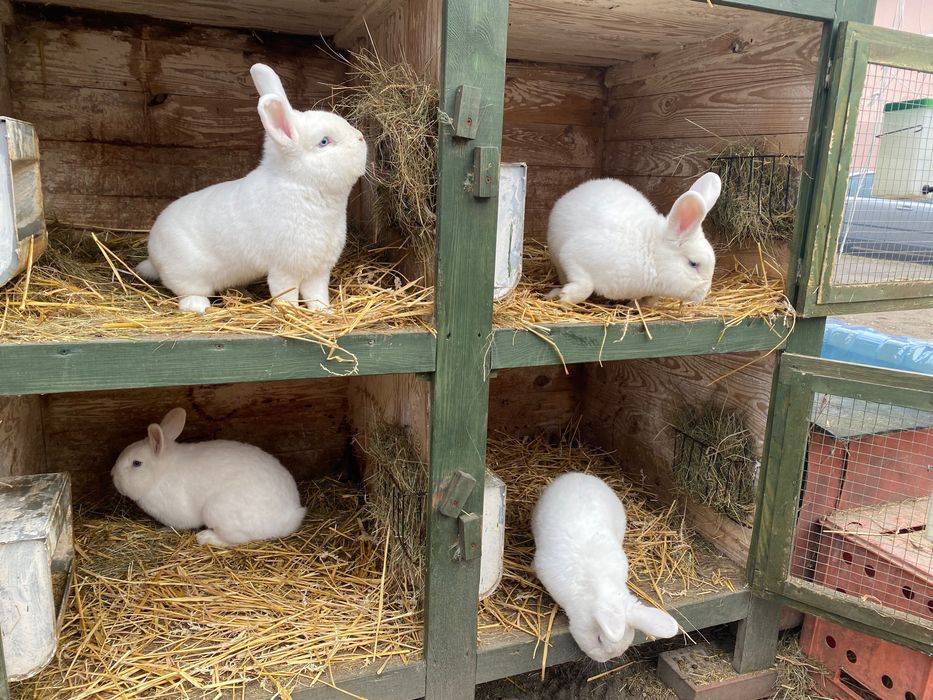 Wiedeński Biały Możliwość dobrania Pary Samiczki i Samczyki