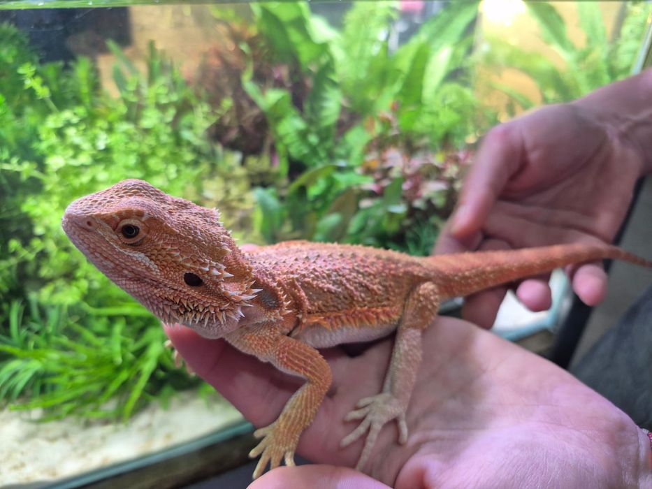 Agama Brodata Orange Dunner - Tina Zoo Zabrze