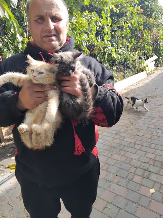 Продам котят. 2 мальчика.2,5 месяца. Цена 500 гр