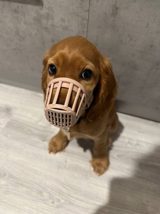 Кокер спанієль — маленьке серденько з великим настроєм