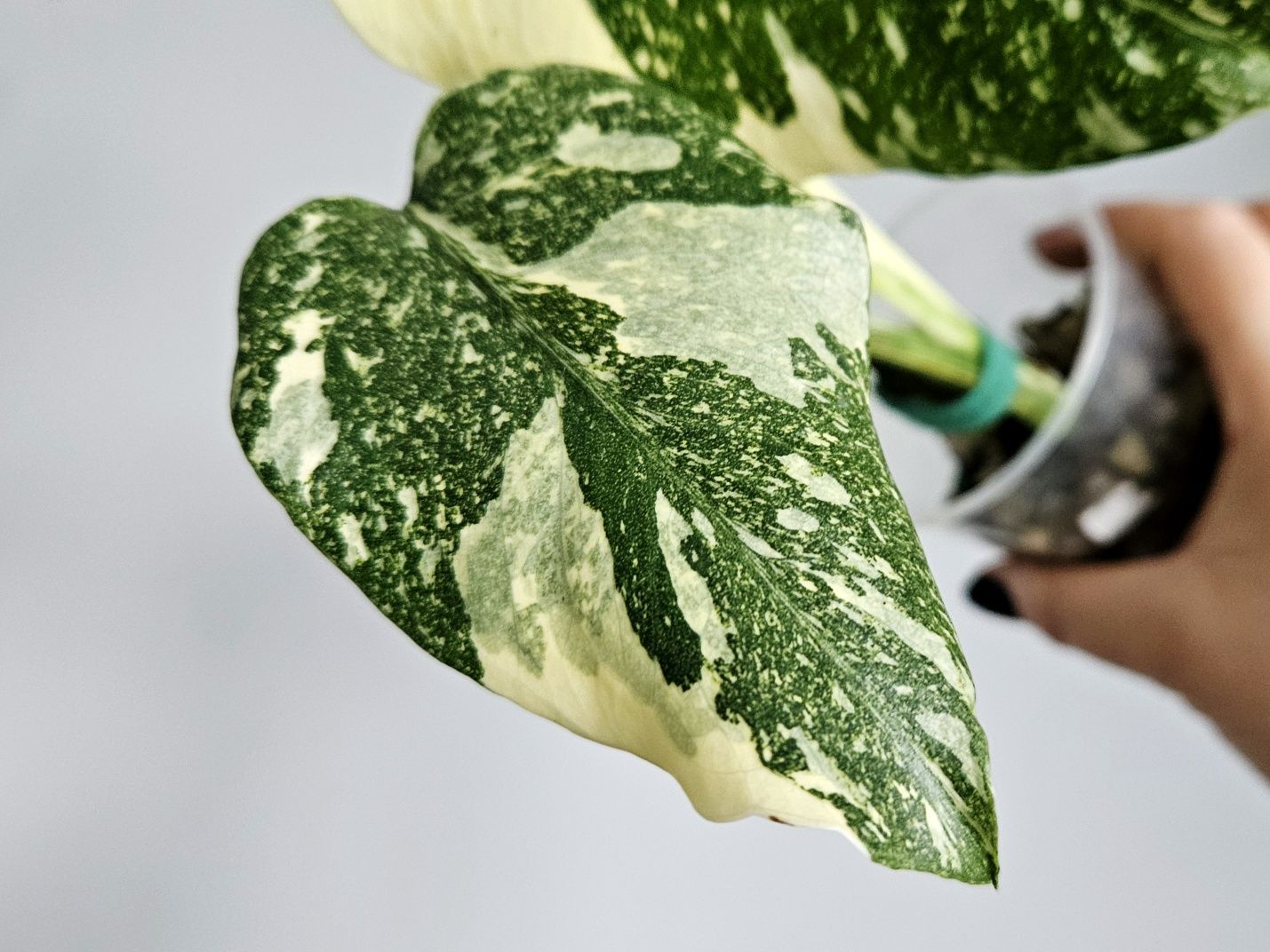 Monstera variegata varie thai mutation noid