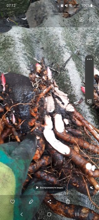 Квіти піони трав'янисті , кущики, саджанці