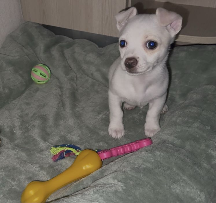 Чіхуахуа собака.