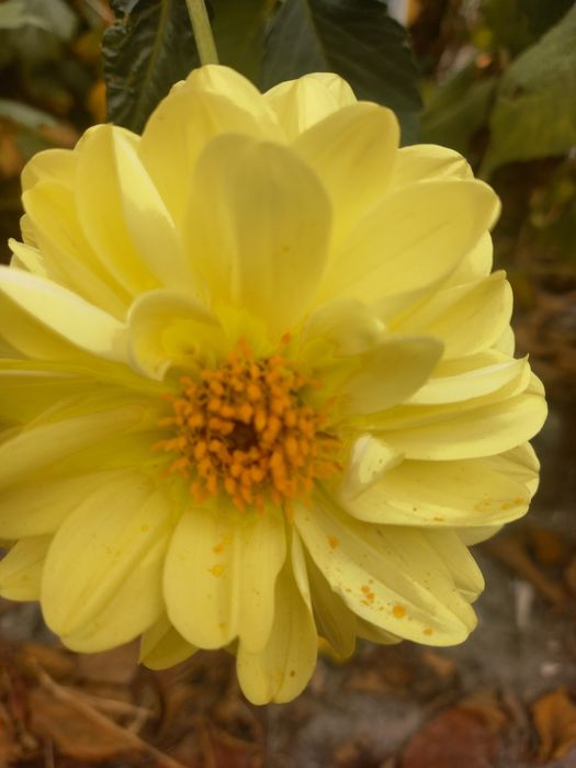 Продам   георгины