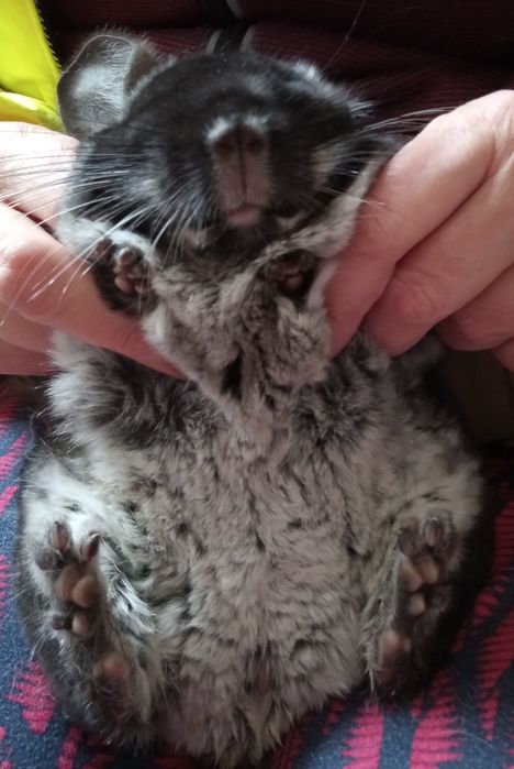 Szynszyla samiczka czarna aksamitna