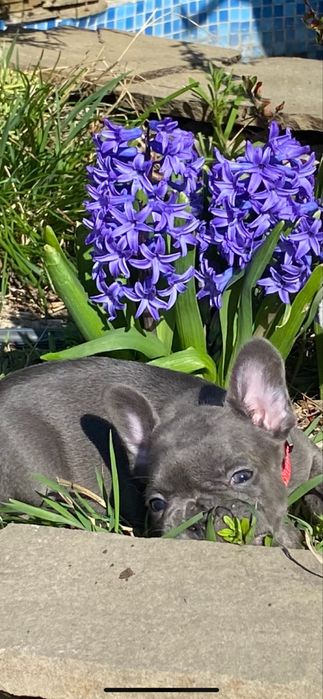 Голубоглазая девочка французского бульдога в голубом окрасе