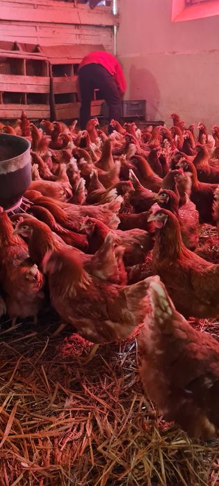 Kury Nioski ROSA młode już zaczynają nieść pierwsze jajka.FERMA DROBIU