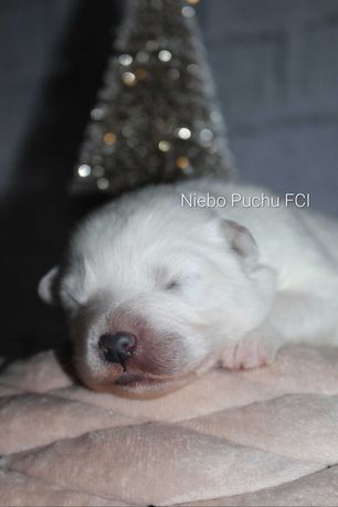 Samoyed piesek *ZKwP FCI samojed* chłopiec