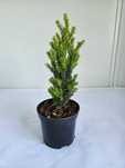 Cis pośredni – Hilli (Taxus × media 'Hillii')