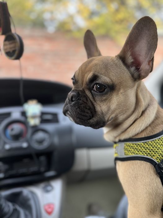 Красивий французький бульдог