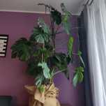 Monstera olbrzymia