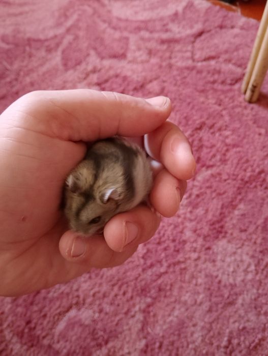 Джунгарскі хомяки