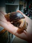 ślimak Afrykański Lissachatina - TINA ZOO Gliwice WItkiewicza