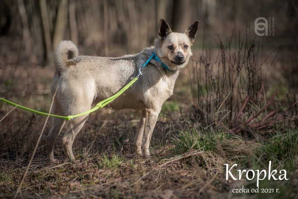 Kropka czeka na lepszy los