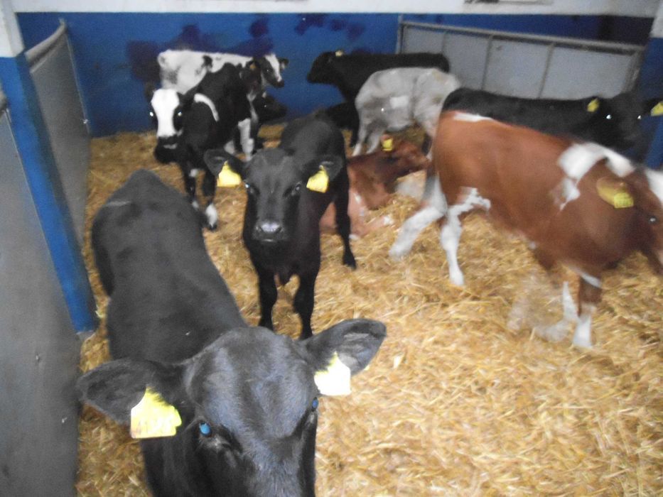 Cielaki MM, MS, SM, byczki, jałówki, jałówki i byczki HF RW, dowóz