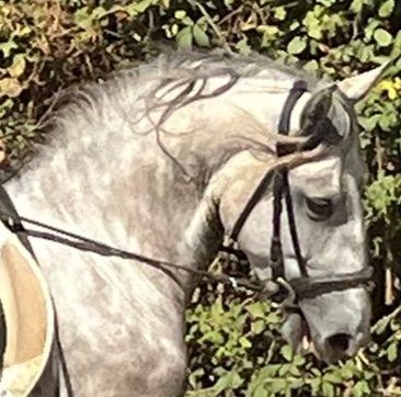 Poldro Lusitano de 3 anos