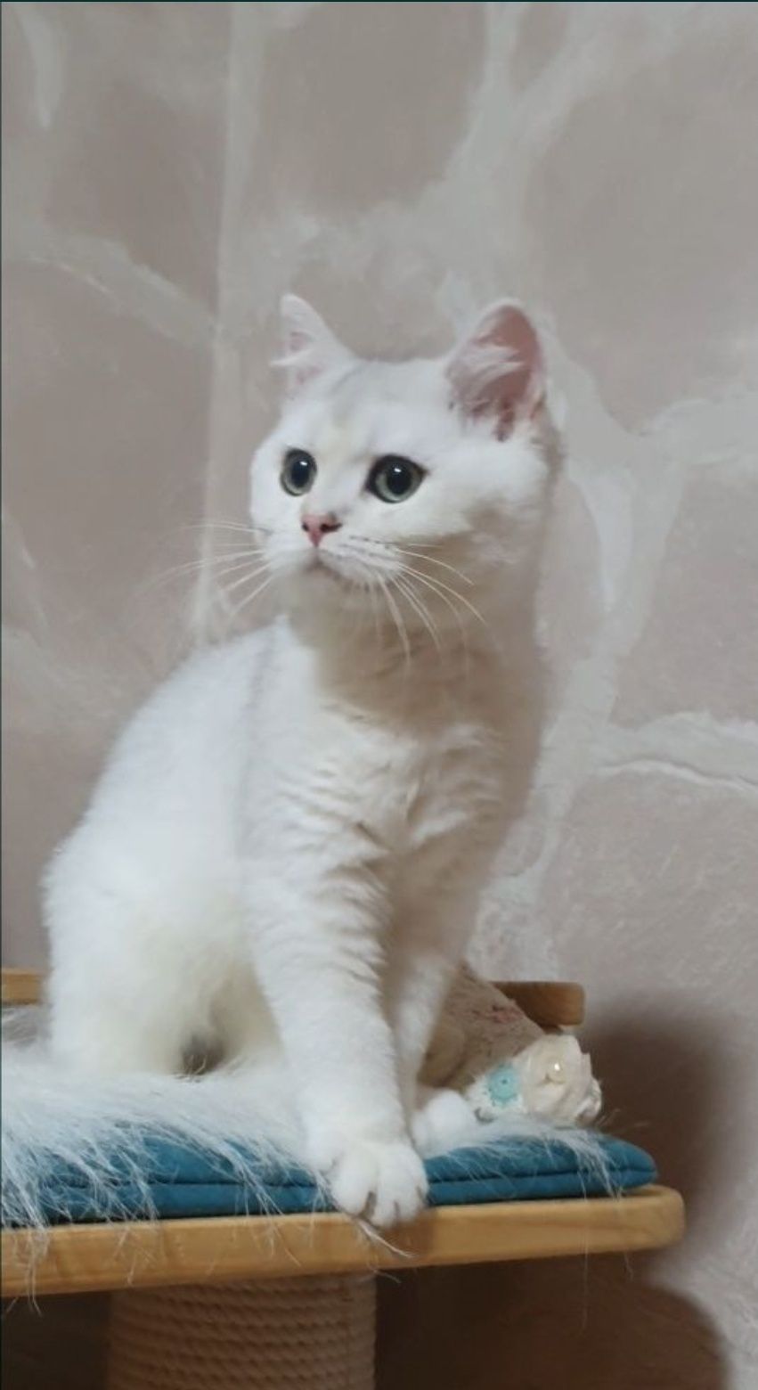 Срібляста британська шиншилла котик