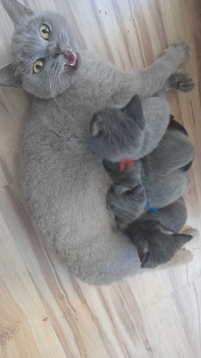 Kotki brytyjskie bez rodowodu