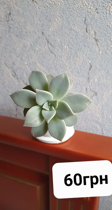 Граптопеталум парагвайський, кам'яна троянда (сукулент)