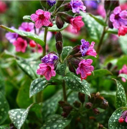 садовое куст годжи, шелковица ирис флоксы лилейник фиалка медуница