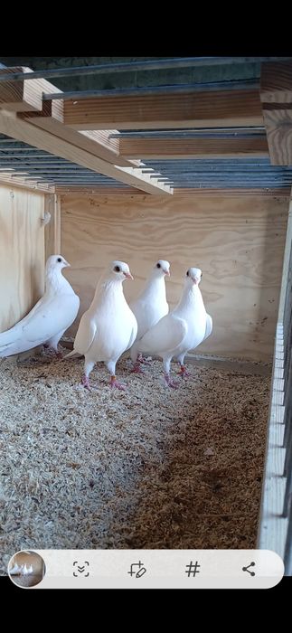 Gołębie cepelki 2025r