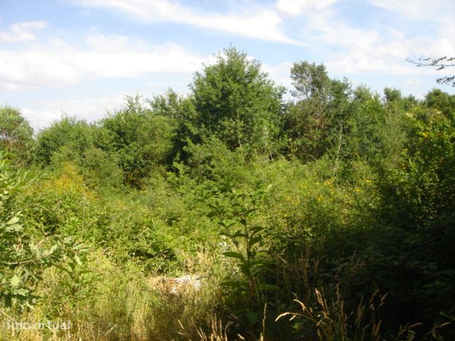 Lote para construção de moradia com 8000m²