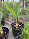 Banan Musella Lasiocarpa kwiat lotosu bananowiec