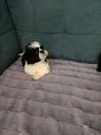 Shih tzu piesek bialo-czarny